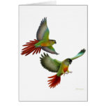 Green Cheek Conures Card