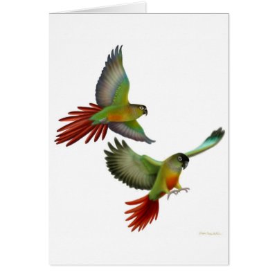 Green Cheek Conures Card by twopurringcats