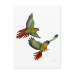 Green Cheek Conures Postcard