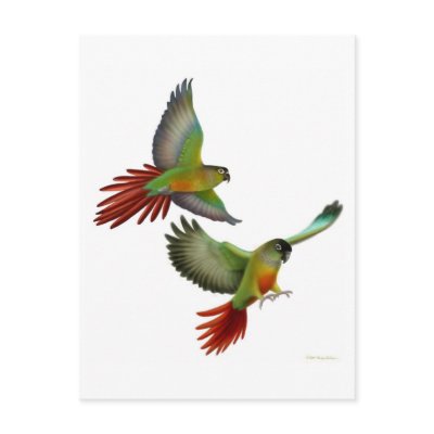 Green Cheek Conures Postcard by twopurringcats