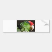 Green Cheeked Parrot Bumper Stickers