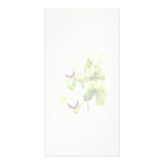 Green Cymbidium Orchids photo cards
