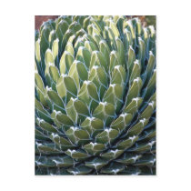 Green Dreams Postcards