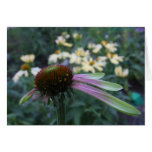 GREEN ENVY CONEFLOWER cards