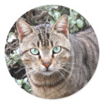 Green eyed Tabby Cat large stickers