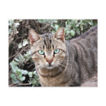 Green eyed Tabby Cat postcard