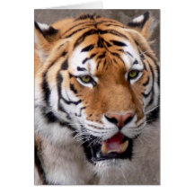 green eyed wonder greeting card