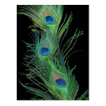 Green Feathers with Black Postcard