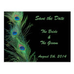 Green Feathers with Black Save the Date Post Card