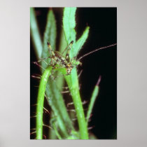 Green Flower Fly flowers Poster