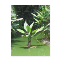Green Forest Post Card
