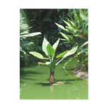 Green Forest postcards