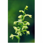 Green fringed orchid photo sculptures