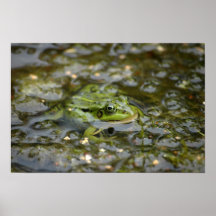 green frog in pound