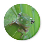 green frog magnet