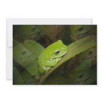 Green Frog on an Invitation