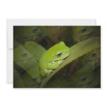 Green Frog on an Invitation