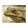 Green Frog Postcard