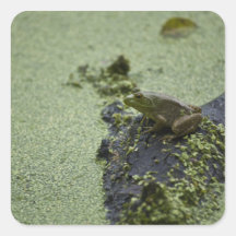 Green Frog Sticker
