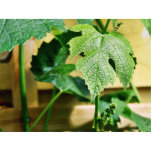Green Grape Leaf photo sculptures
