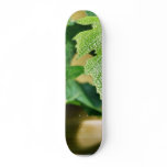 Green Grape Leaf skateboards