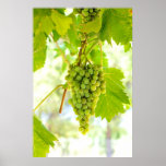 Green grapes on vine