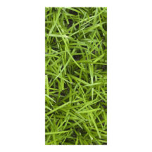 Green Grass Wedding Program Full Colour Rack Card