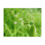 Green Grasshopper on Daylily Buds Postcard