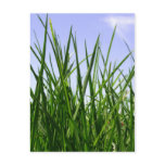 Green Green Grass Of Home postcard