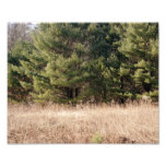 Green Green Pines Photographic Print
