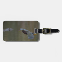 green heron & alligator