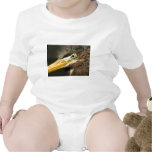 Green Heron Baby