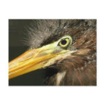 Green Heron Baby