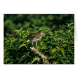 Green Heron Card