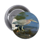 Green Heron Looking for Fish Pins
