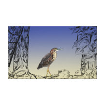 Green Heron/Martinete Stretched Canvas Print