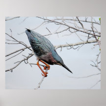 Green Heron Print