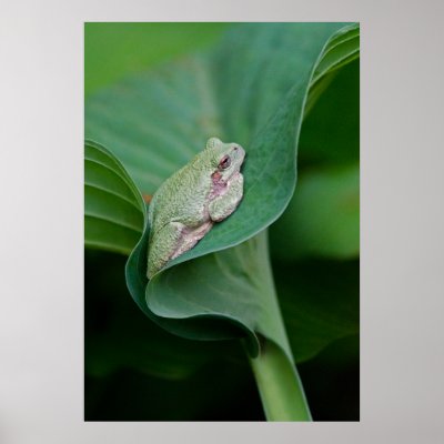Green Hosta Leaf and Frog Poster Print