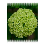 Green Hydrangea Postcard