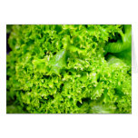 Green Hydroponic lettuce leaves Cards