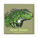 Green Iguana Collection magnets