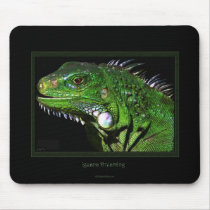 Green Iguana Collection