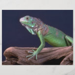 Green iguana flyer