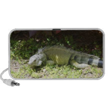 Green Iguana in Puerto Rico Speaker