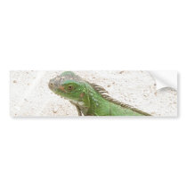 Green Iguana Lizard Bumper Sticker