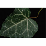 Green Ivy leaf photo sculptures