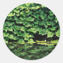 Green Ivy species in water Stickers