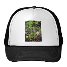 Green Jack-In-The-Pulpit (Arisaema Atrorubens Var. Mesh Hat