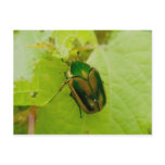 Green June Beetle Postcard