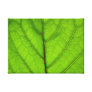 Green Leaf Macro Canvas Print